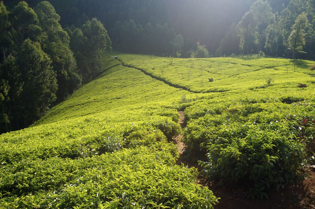 Kenia Tee Plantage