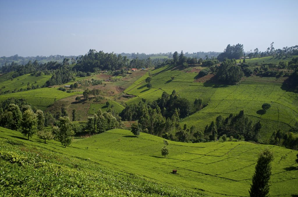 Kenia Tee Plantagen