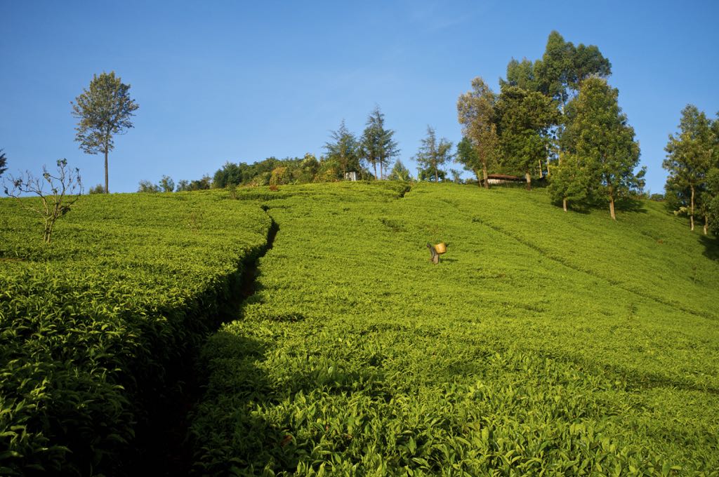 Kenia Tee Plantagen